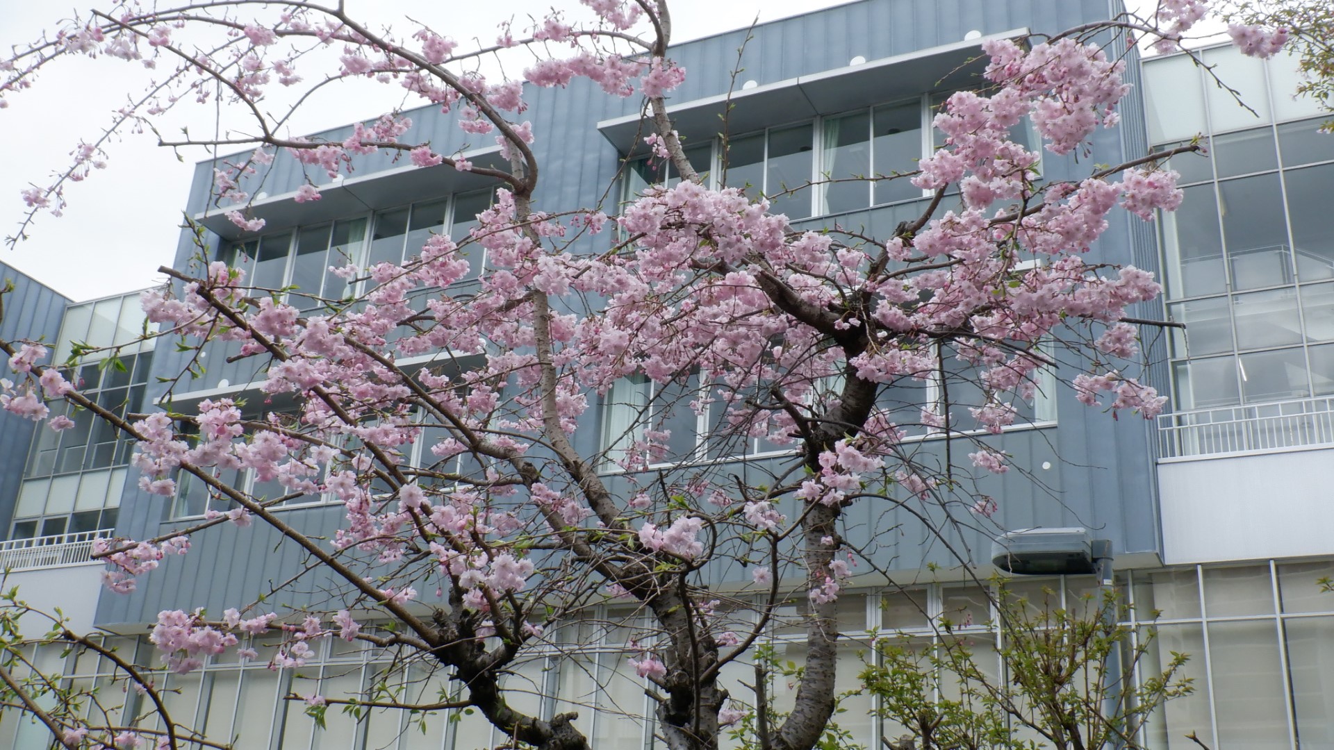 大江戸高等学校の外観