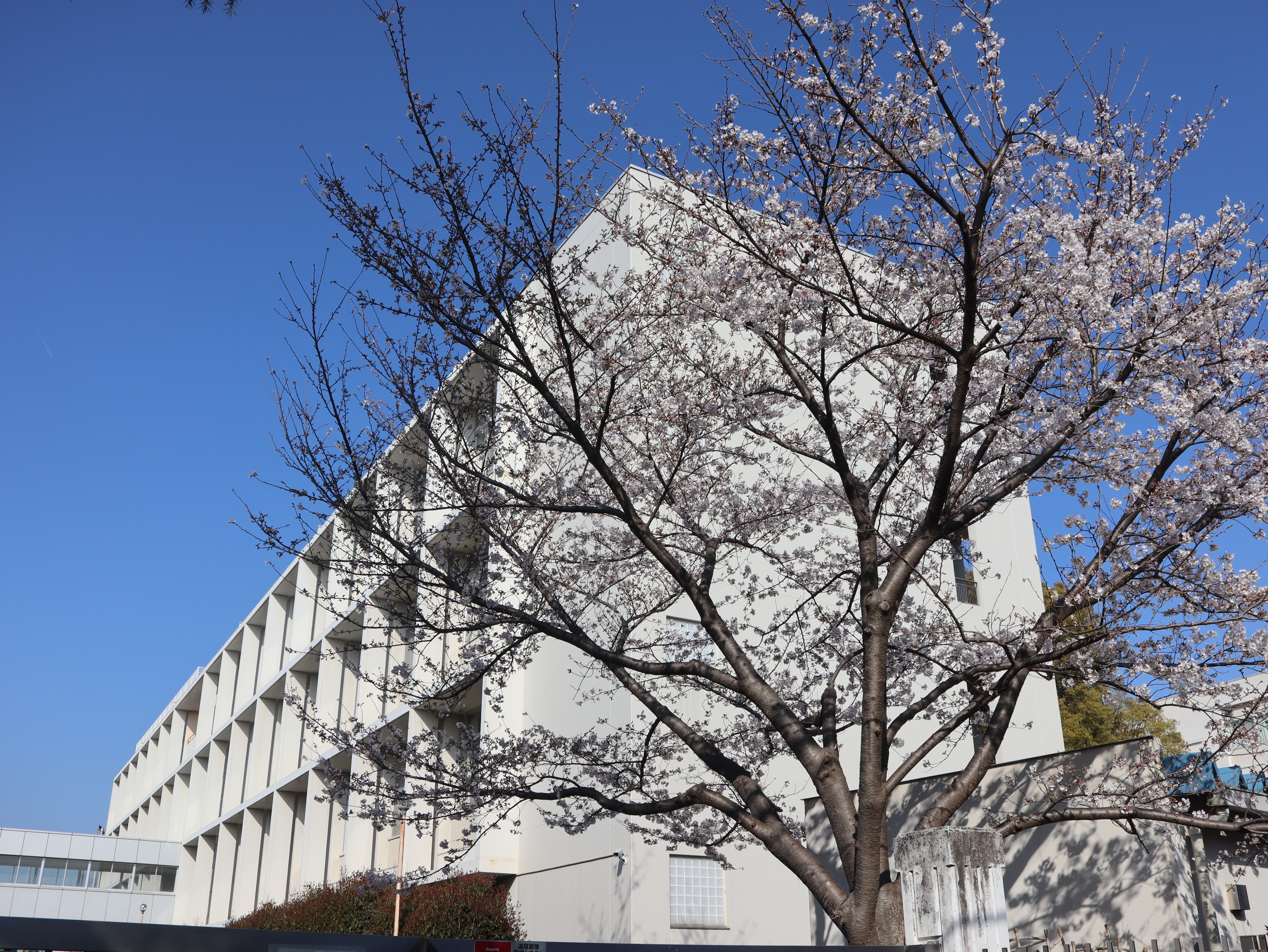 石神井高等学校の外観